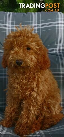 Toy poodle