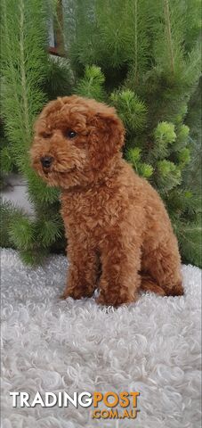 Toy poodle