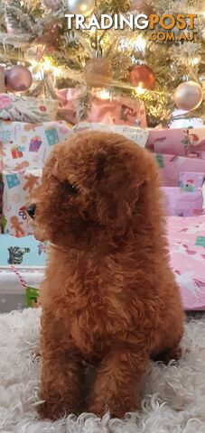 Toy poodle