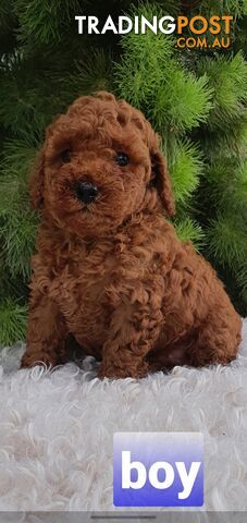 Toy poodle