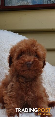 Absolutely beautiful toy poodle