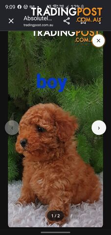 Absolutely beautiful toy poodle