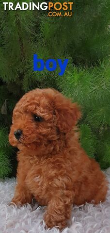 Absolutely beautiful toy poodle