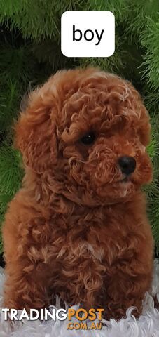 Absolutely beautiful toy poodle