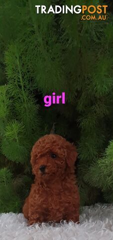Absolutely beautiful toy poodle - photo 2 of 2