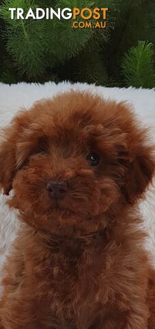 Absolutely beautiful toy poodle - photo 2 of 2