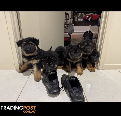 German shepherd puppies