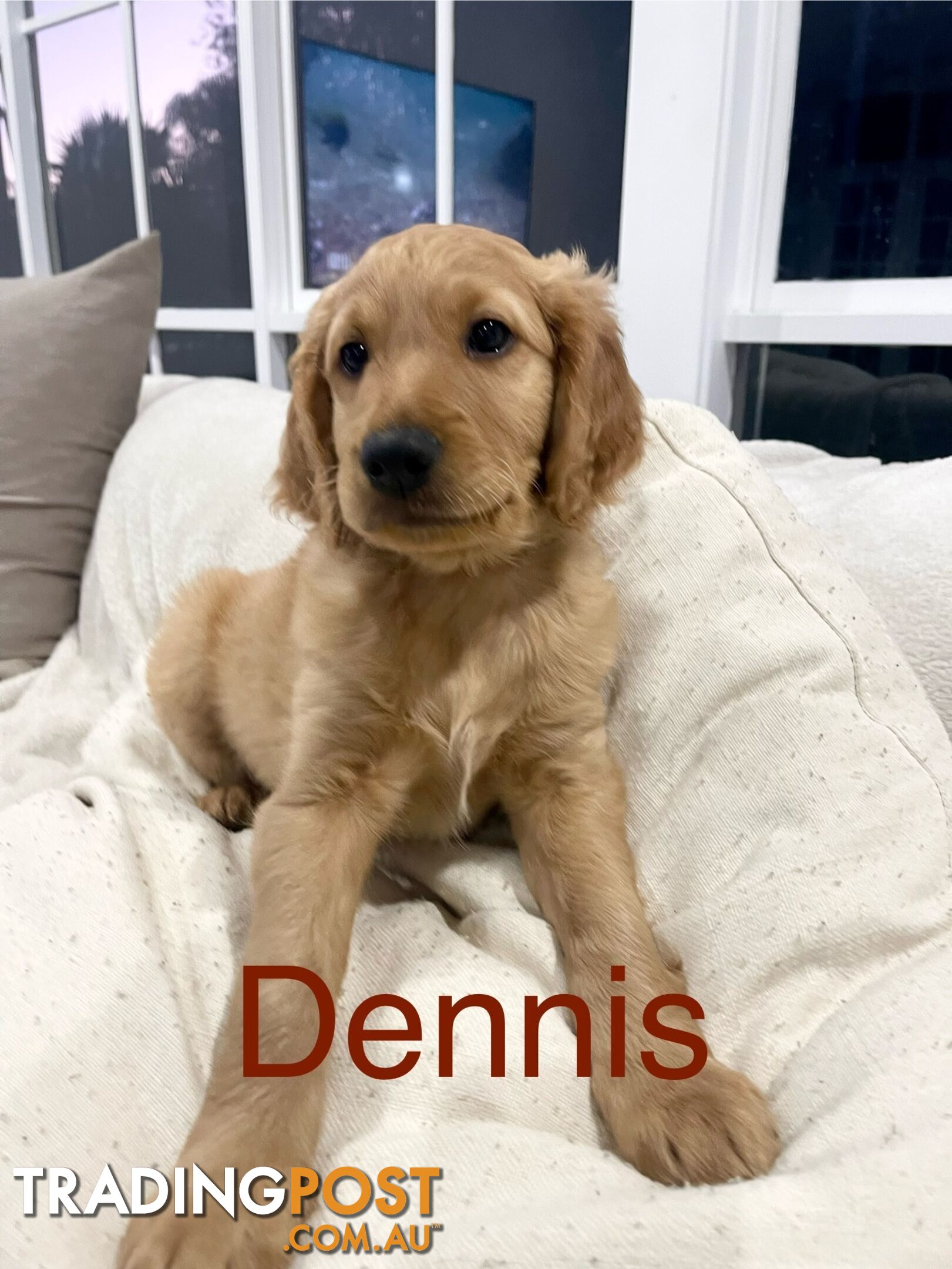 Groodle puppie “Dennis”