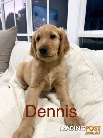 Groodle puppie “Dennis”