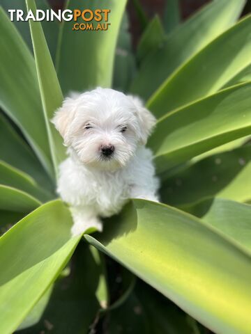 Pure MALTESE Puppies