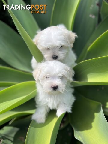 MALTESE Puppies 🐶