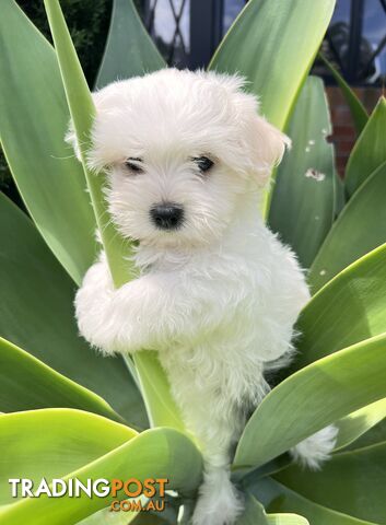 MALTESE Puppies 🐶