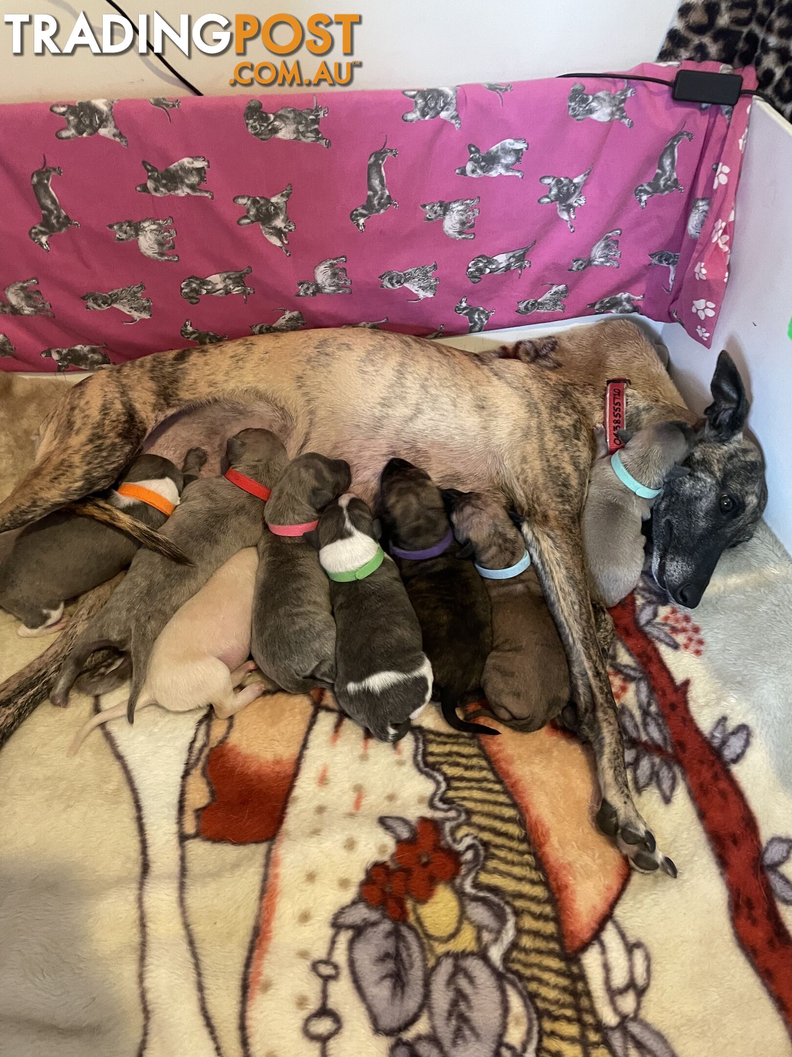 6 whippet puppies for sale