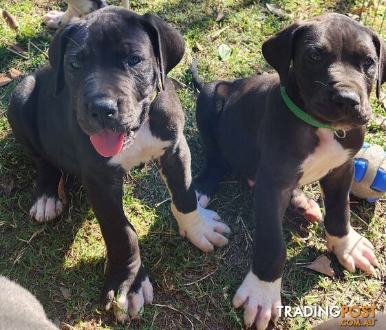 Pure bred great dane puppies