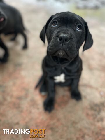 Only 3 left. ITALIAN MASTIFF PUPS