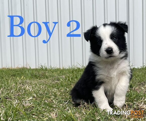 Long Hair Border Collie Puppies (DNA tested) Price reduced
