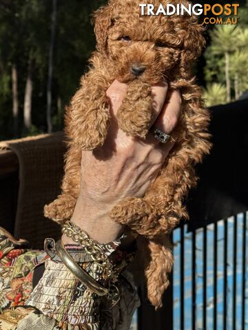 Toy poodle puppies - photo 5 of 6