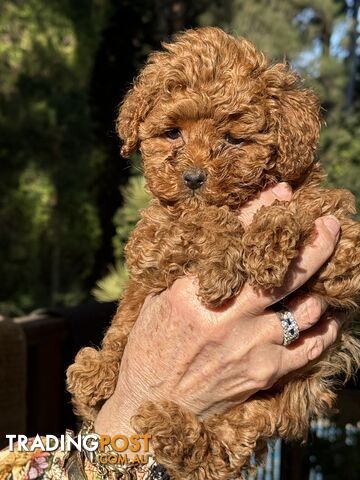 Toy poodle puppies