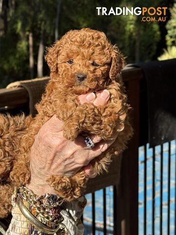 Toy poodle puppies - photo 4 of 6