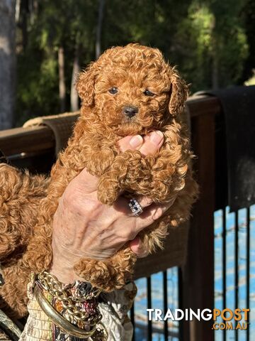Toy poodle puppies - photo 3 of 6