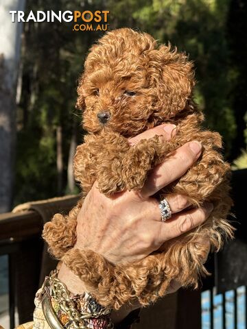 Toy poodle puppies - photo 2 of 6