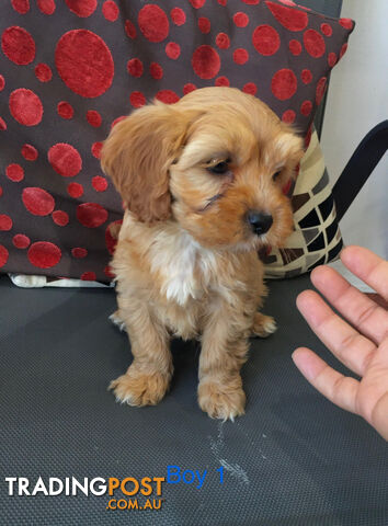 Super adorable toy Cavoodle x Maltese puppies