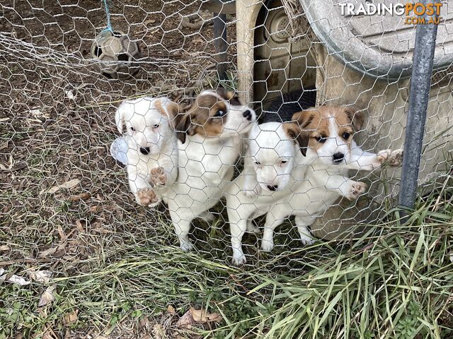 JACK RUSSELL PUPS for sale