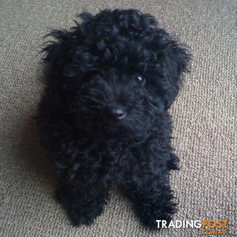 PUREBRED PHANTOM MINIATURE POODLE PUPPIES