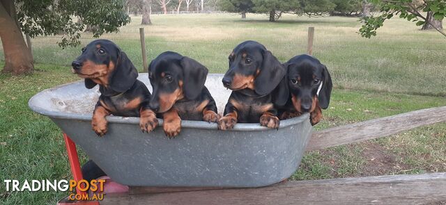 Miniature Dachshund Puppies