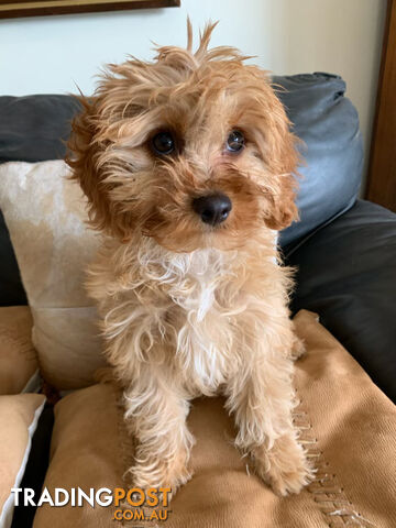 Cavoodle Puppies For  Sale