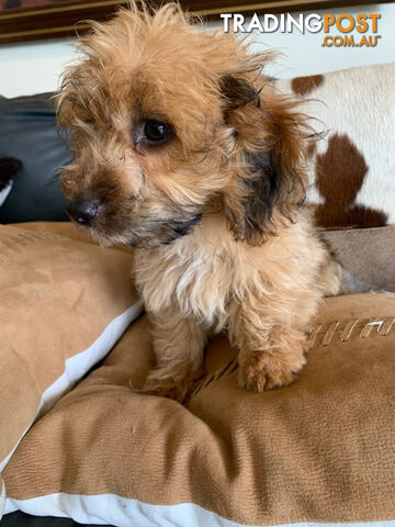 Cavoodle Puppies For  Sale