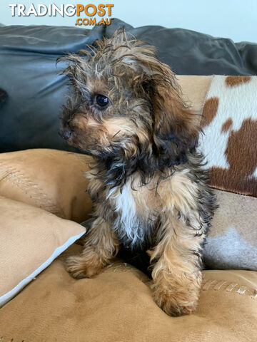 Cavoodle Puppies For  Sale