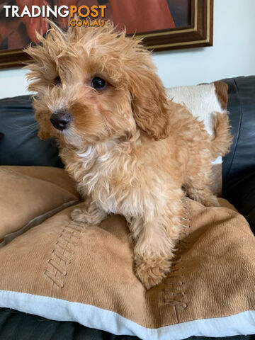 Cavoodle Puppies For  Sale