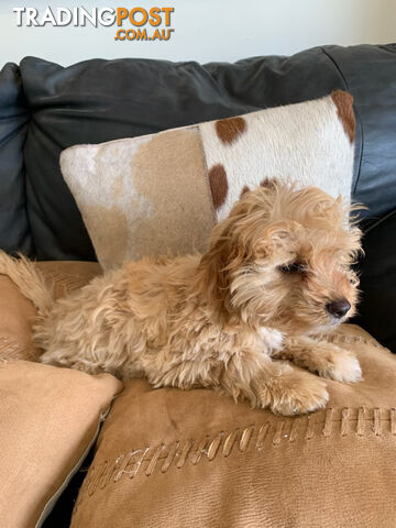 Cavoodle Puppies For  Sale