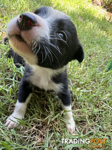 Pure Bred Border Collie Pups