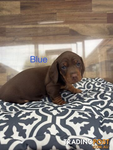 Miniature Dachshund puppies