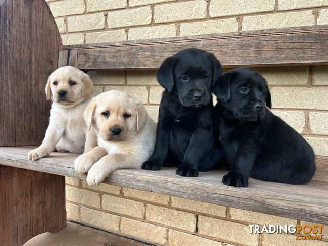 Purebred Labrador Puppies - ready now!