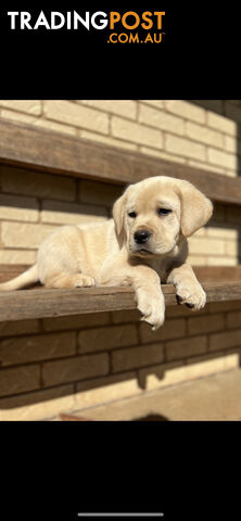 Purebred Labrador Puppies