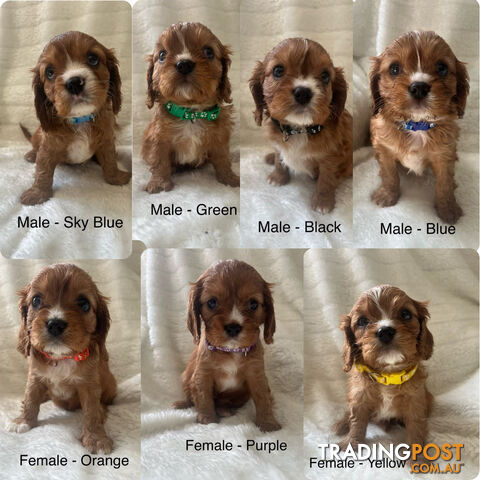 Litter of 7 King Charles Cavalier Spaniel Puppies Ruby Red Puppy Female Male