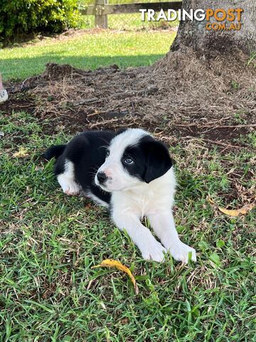 Border collie pups