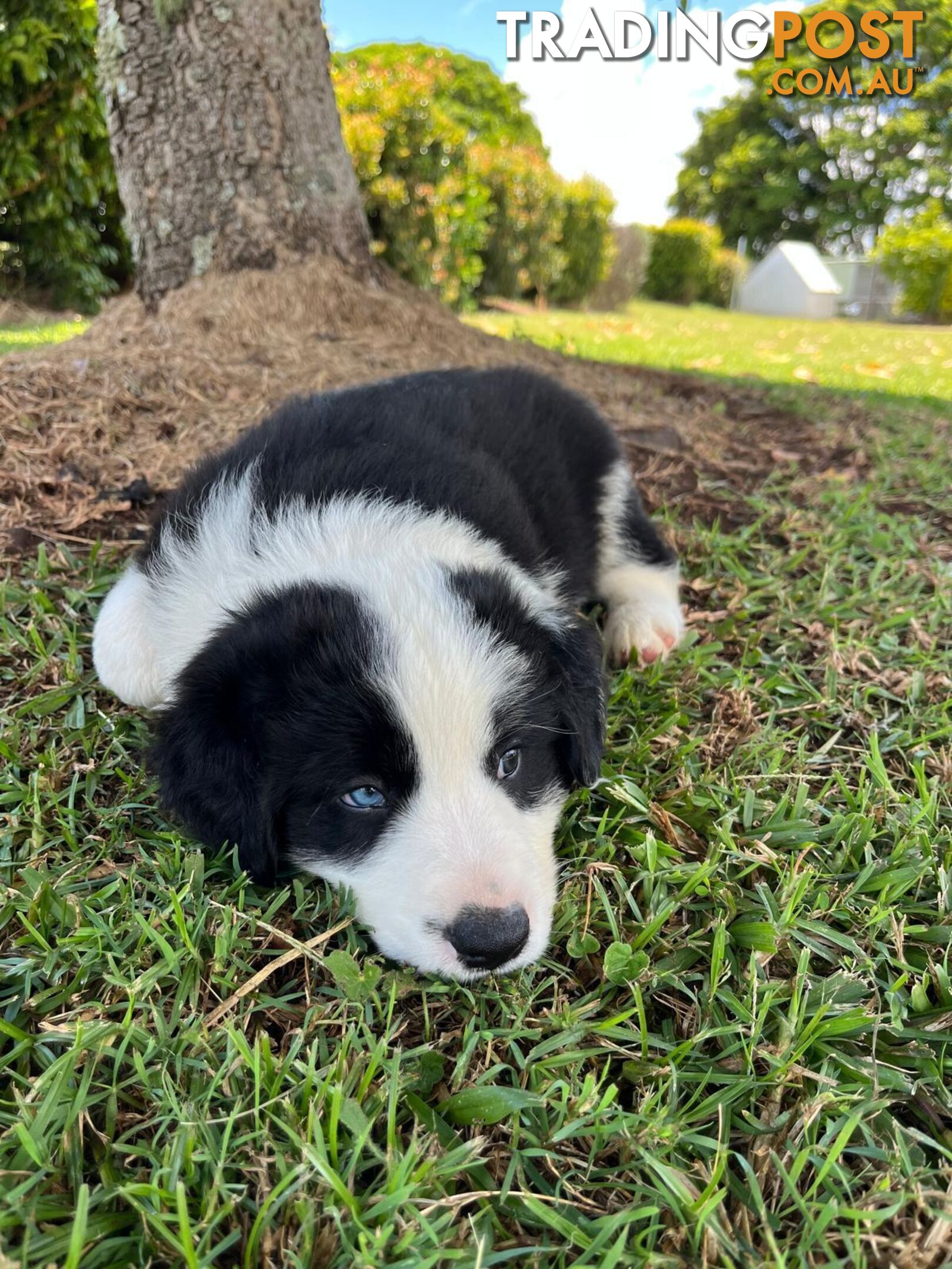 Border collie pups