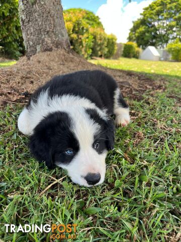 Border collie pups