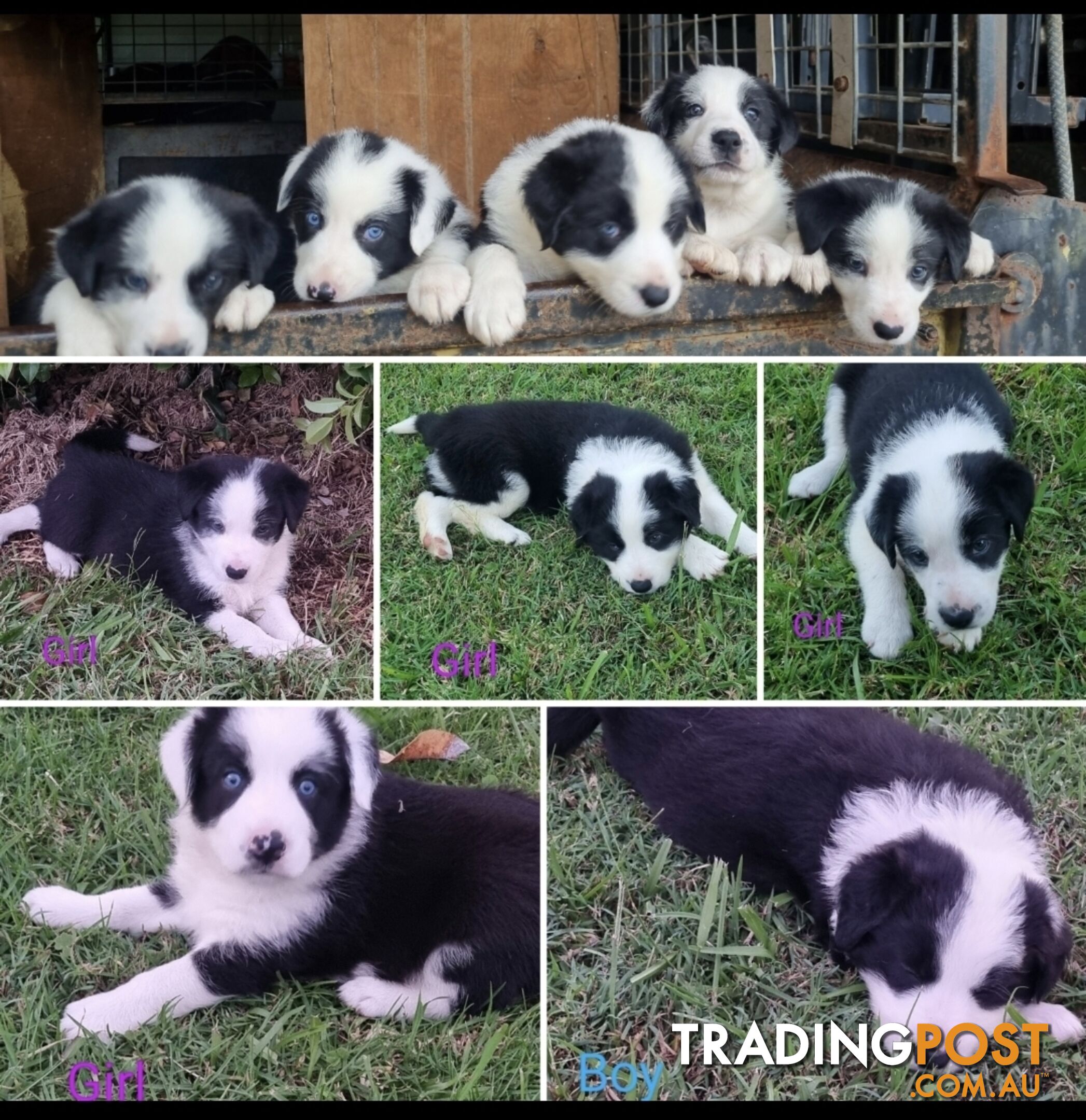 Border collie pups