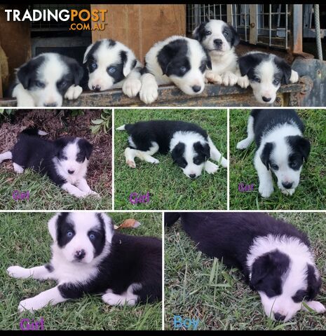 Border collie pups