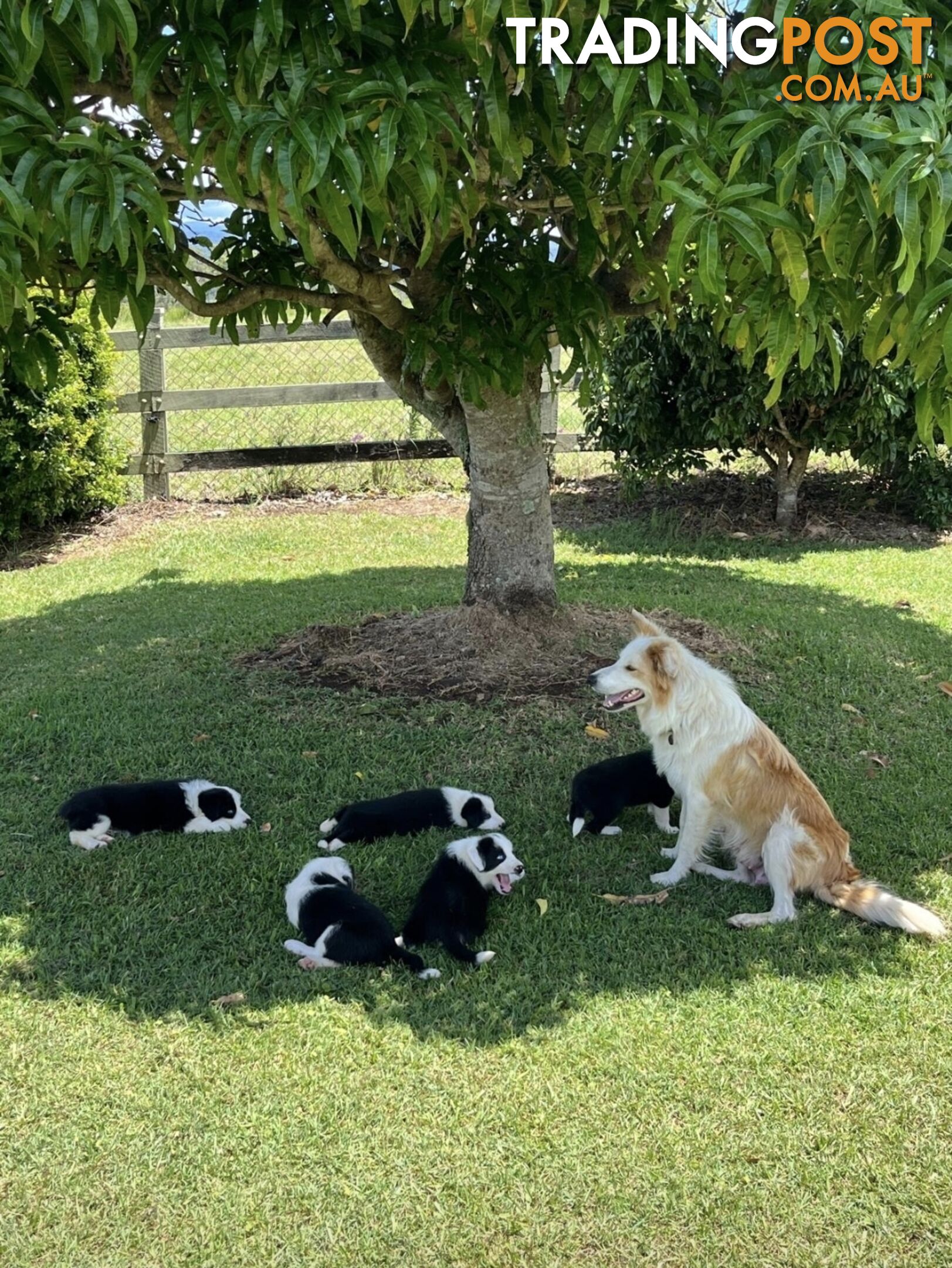 Border collie pups