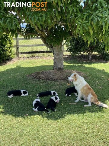 Border collie pups