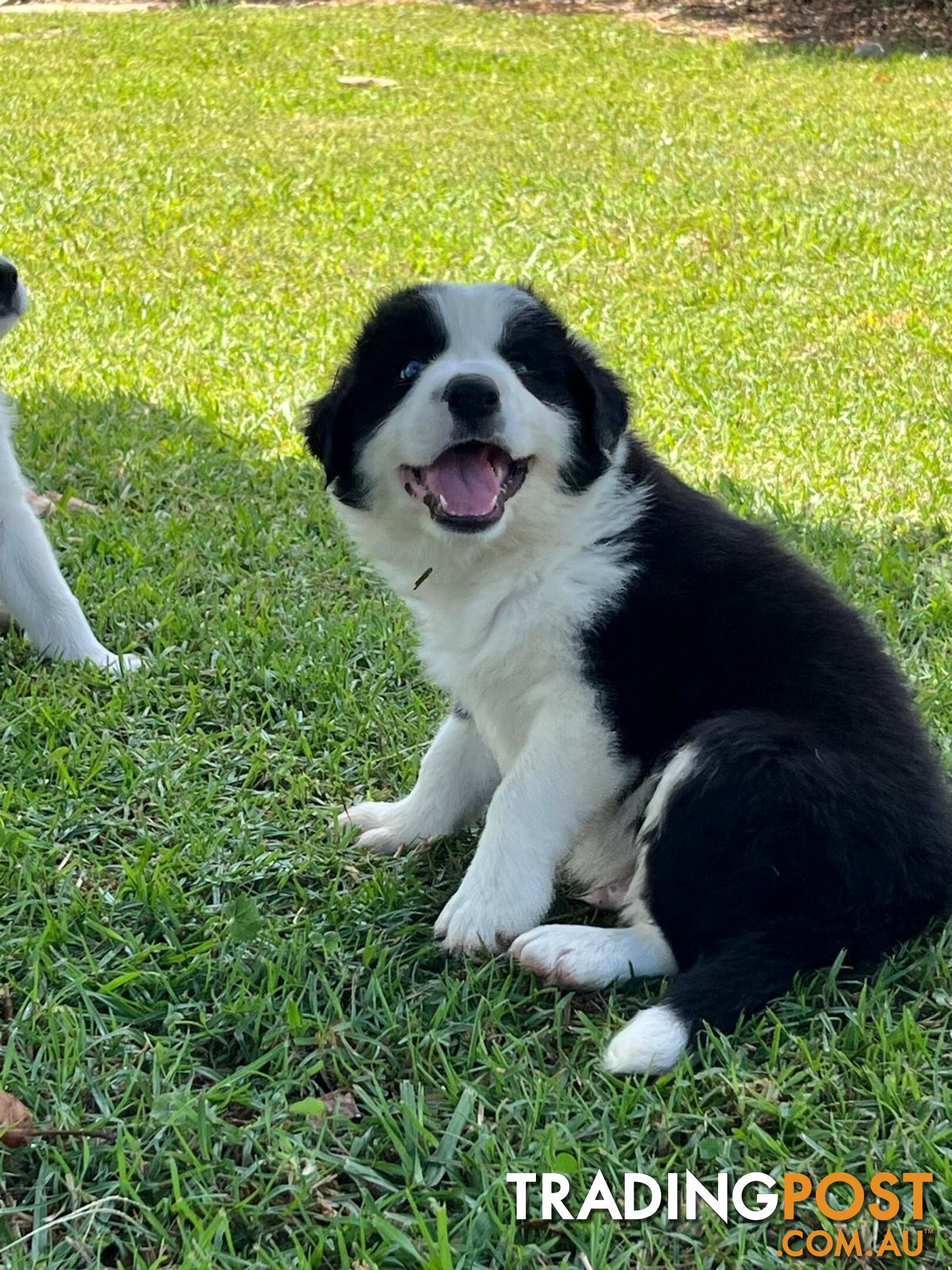 Border collie pups