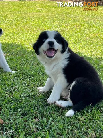 Border collie pups