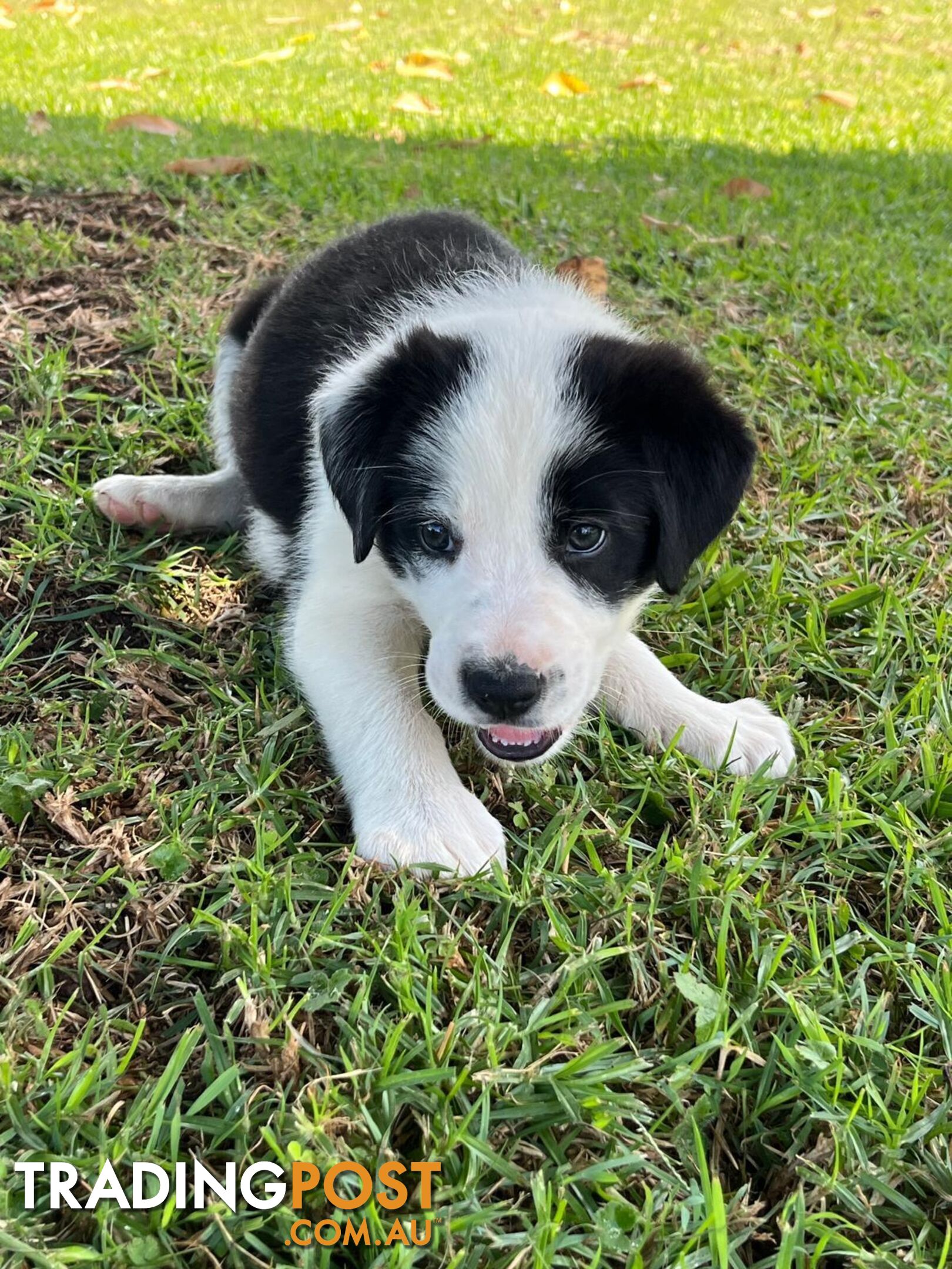 Border collie pups