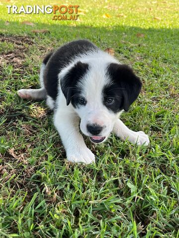 Border collie pups